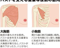 クーパー靭帯の鍛え方！バストアップ筋トレ方法！